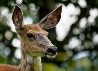 Fototapeta premium Maultierhirsch wildlife Kanada