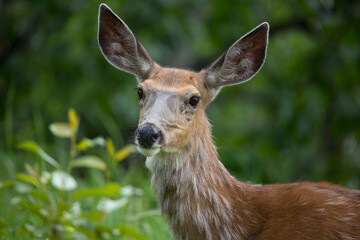 Maultierhirsch wildlife Kanada