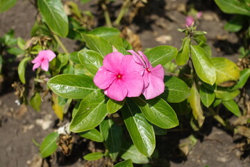 Close view of pink flowers of Catharanthus roseus in mid July