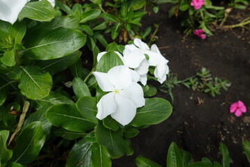 Bunch of pure white flowers of Catharanthus roseus in August