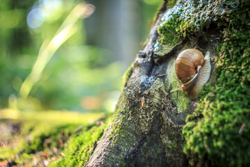 A close up of a tree