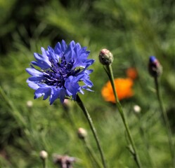 Bleuet de France