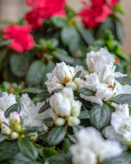 Fototapeta premium white azalea flowers close up, extremelly shallow depth of field