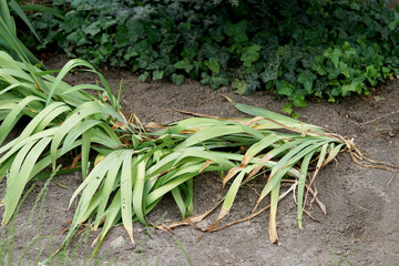 fallen iris leaves after replanting © aRTI01