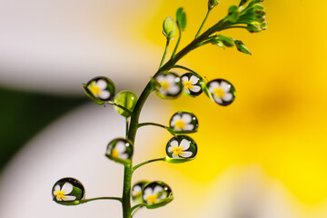 drops of water on a flower, flowers,macro,beautiful flowers. Flower mirroring in rain drops - macro
