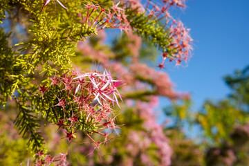 Calytrix exstipulata also known as Pink Turkey Bush is a native flower of the Northern Territory of Australia