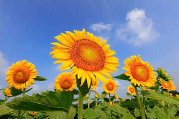 Sunflowers on a farm, China