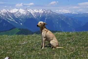 dog on the mountain