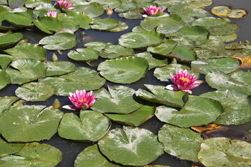 Pink water lilies flowers and leaves 