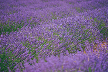 Naklejka na ściany i meble Full Frame Shot Of Purple Flowering Plants On Field