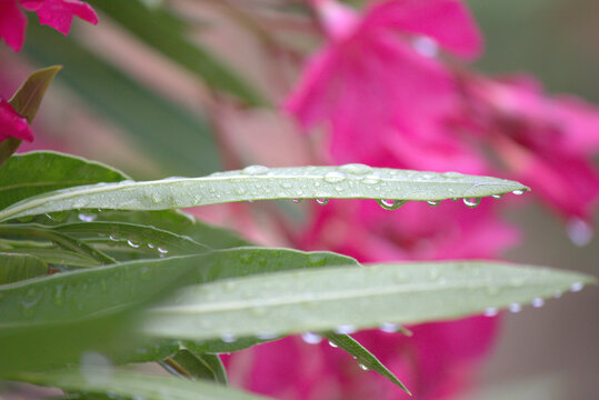 Fiori di oleandro bagnati dalla pioggia 