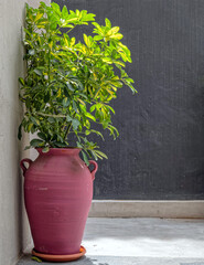 bordeaux vase and vibrant green plant on grey wall background, space for text