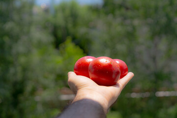 Ripe tomatoes in the hands