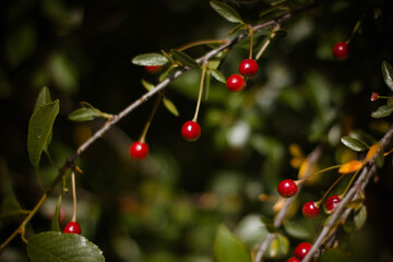 ripe red cherry on a branch