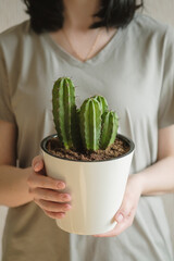 A young girl holds in her hands a beautiful cactus in a white pot. Home plants care concept. Potted cactus house plant