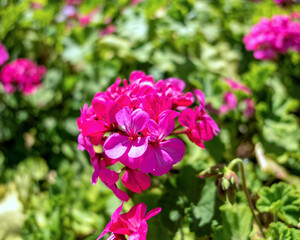 dark violet colored geranium natural bouquet close up in the garden
