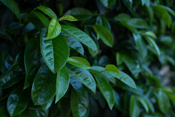 Green leaves of growing lemon