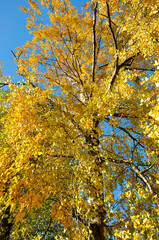Autumn crown birch tree yellow leaves on a background of blue sky.