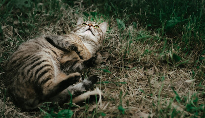 Cat lies in the grass