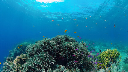 Naklejka na ściany i meble Underwater Colorful Tropical Fishes. wonderful and beautiful underwater colorful fishes and corals in the tropical reef. Panglao, Bohol, Philippines.