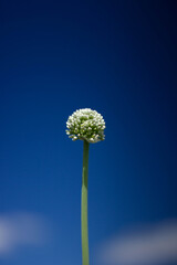 onion blooms in the garden, onion arrow