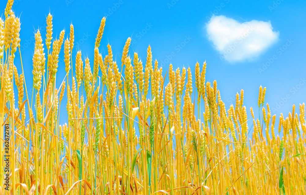 Wall mural growing ears of wheat against the sky