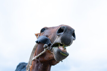 Naklejka premium Harnessed horse by rider in reins. Bottom view