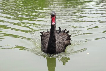 black swan1