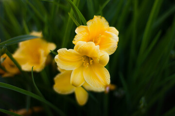 yellow daffodils in spring
