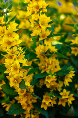 yellow maple leaves in autumn