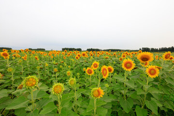 Sunflowers on a farm, China