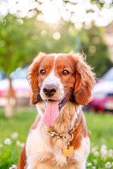 Cute adorable welsh springer spaniel dog breed, looking. Healthy action puppy.