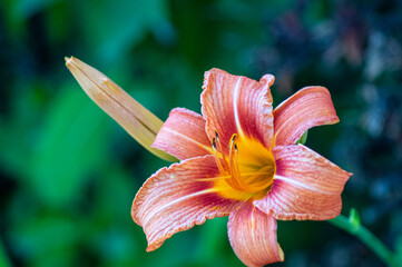 flower daylily Lily Bud beautiful