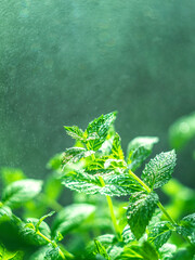 Fresh mint leaves in the garden. Spearmint peppermint, herb garden. Growing organic mint close up. Mint leaves background. © Gulsina