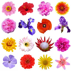 Macro photo of flowers set: 
poppy, arnica montana, daffodil, blue periwinkle,  pansy, cactus, lily...