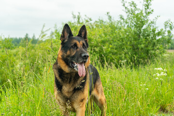 German shepherd dog playing outdoors. Cute adorable dog. Nature background.
