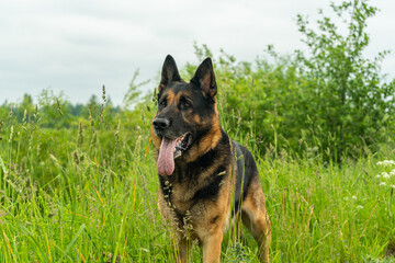 German shepherd dog playing outdoors. Cute adorable dog. Nature background.