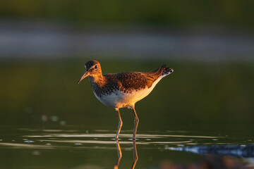 sandpiper stands in water at sunset
