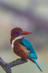 A white throated kingfisher also known as halcyon smyrnensis siting on a branch at bharatpur bird...