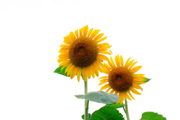 Obraz premium Sunflowers on a farm, China