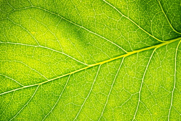 Fototapeta na wymiar Close up leaf texture. Eco backround