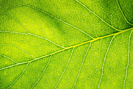 Close up leaf texture. Eco backround
