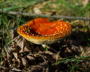 mushroom red fly agaric in the evening in the forest on a background of old foliage. .