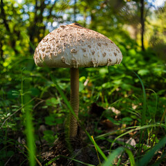 forest mushrooms in the evening in the forest on a background of old foliage, close-up.