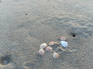 clam shells strewn in the sand