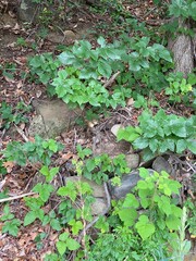 Chipmunk among  leaves