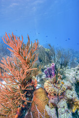 Obraz premium Caribbean coral garden