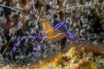 Pederson's shrimp,Ancylomenes pedersoni,
