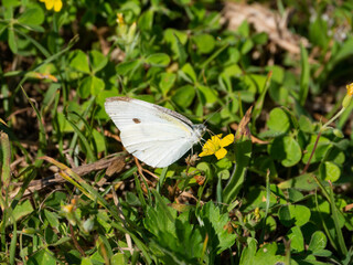 Small cabbage white - Pieris rapae - is sucking nectar from yellow flower in Fukuoka prefecture,...