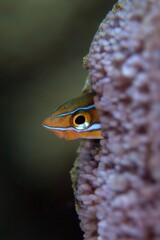 熱帯魚